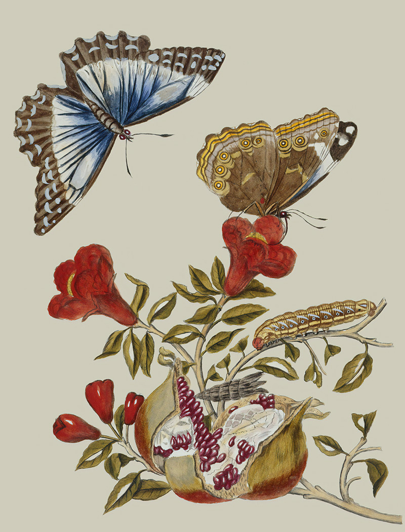 Butterfly, caterpillar and pomegranate painting