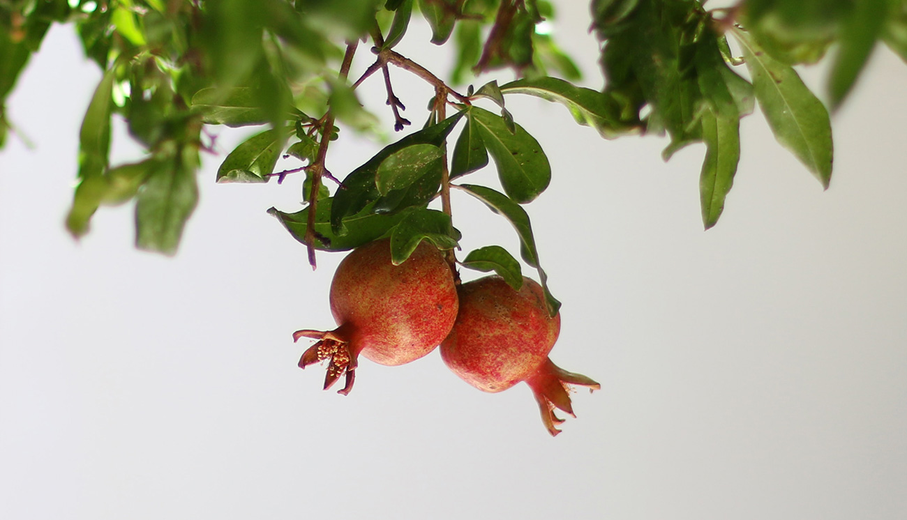 Pomegranates tree